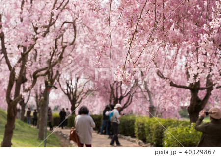 常陸風土記の丘のしだれ桜 常陸風土記の丘のしだれ桜 40029867