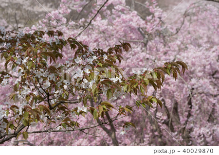 常陸風土記の丘のしだれ桜 40029870