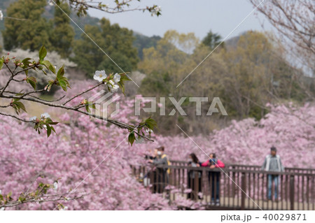 常陸風土記の丘のしだれ桜 40029871