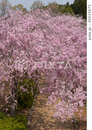 常陸風土記の丘のしだれ桜 40029875