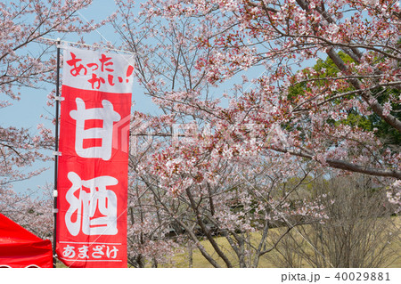 常陸風土記の丘のしだれ桜 40029881