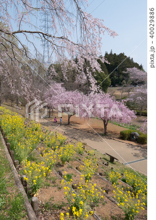 常陸風土記の丘のしだれ桜 40029886