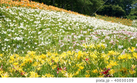 16:9 　斜面に群生し咲き乱れるユリの風景（可睡ゆりの園） 40030109