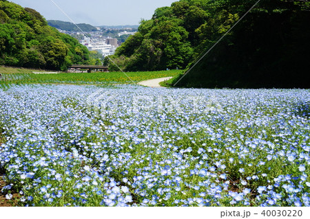 ネモフィラ Nemophila ネモフィラ Nemophila 40030220