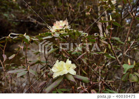 ヒカゲツツジ　日陰躑躅 40030475
