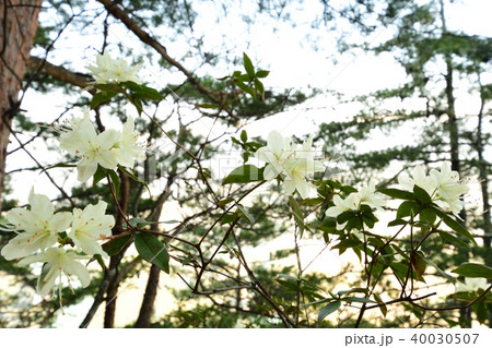 ヒカゲツツジ 日陰躑躅 ヒカゲツツジ 日陰躑躅 40030507