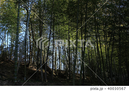 栃木県岩船山高勝寺の竹林 40030567