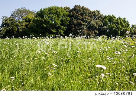 原っぱ 40030791
