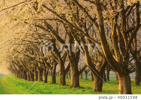 桜並木 40031598
