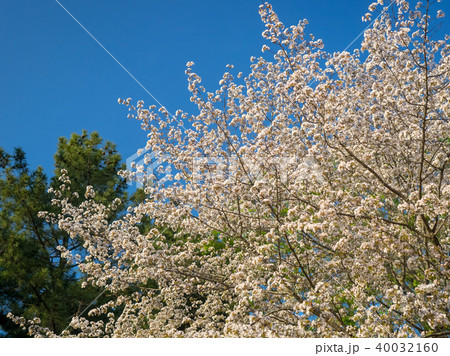 桜 さくら サクラ 40032160