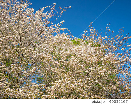 桜 さくら サクラ 40032167