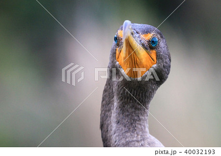 Beautiful blue and sharp eyes of a Double Crested Cormorant, Phalacrocorax auritus, close up 40032193