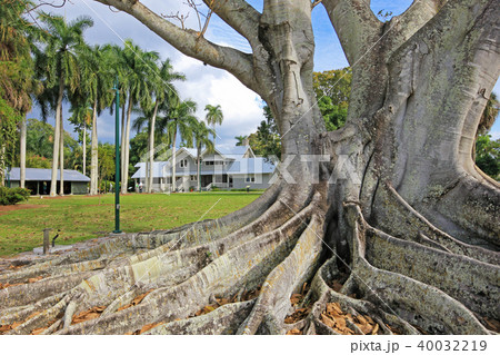 Huge Banyan tree or Moreton Bay fig in the back of the Edison and Ford Winter Estates in Fort Myers 40032219