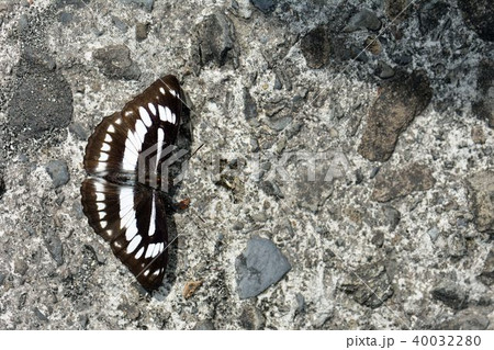 蝶 チョウ 蝴蝶 40032280