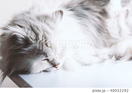 眠る猫 眠る猫 40032292