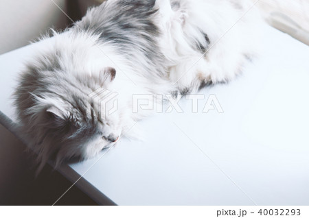 眠る猫 眠る猫 40032293