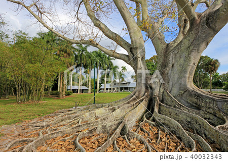 Huge Banyan tree or Moreton Bay fig in the back of the Edison and Ford Winter Estates in Fort Myers 40032343