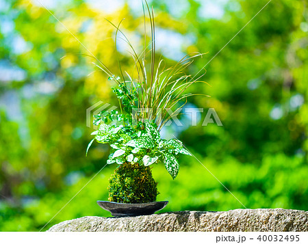 苔玉 苔玉 40032495