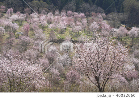 桜峠の桜群 40032660