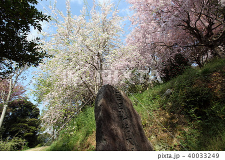 幸田文化公園の桜 40033249
