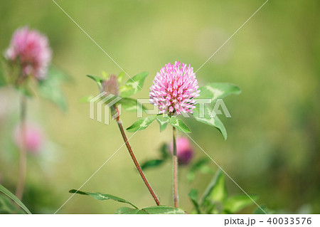 ピンク色のアカツメクサの花 ピンク色のアカツメクサの花 40033576