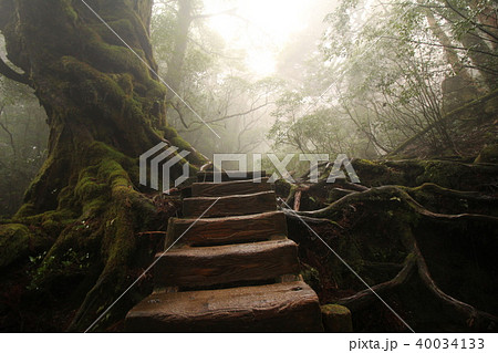 屋久島の自然 40034133