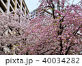 桜とマンション 40034282