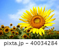 ひまわり 40034284
