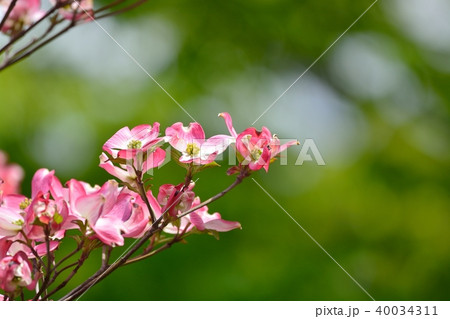 満開のハナミズキ(N) 満開のハナミズキ(N) 40034311