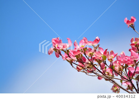 満開のハナミズキ(N) 40034312