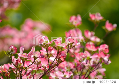 満開のハナミズキ(N) 満開のハナミズキ(N) 40034328