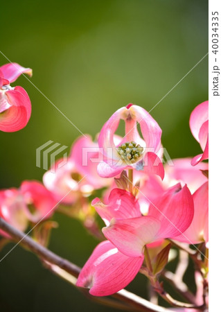 満開のハナミズキ(N) 40034335