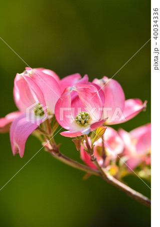 満開のハナミズキ(N) 40034336