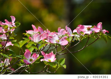 満開のハナミズキ(N) 40034361