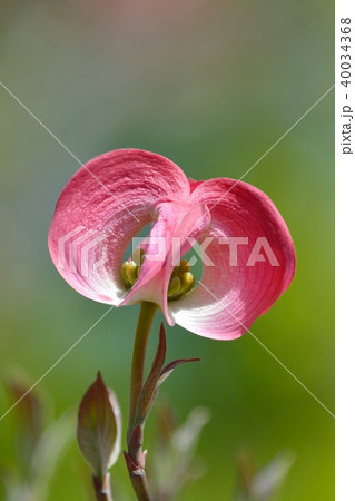 満開のハナミズキ(N) 40034368