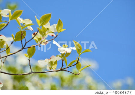 満開のハナミズキ(N) 満開のハナミズキ(N) 40034377