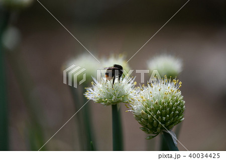 クロマルハナバチと葱坊主 クロマルハナバチと葱坊主 40034425