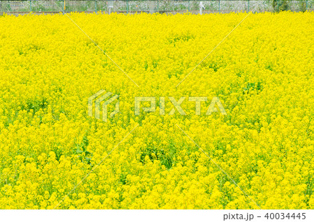 菜の花 菜の花 40034445