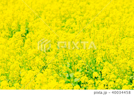 菜の花 菜の花 40034458