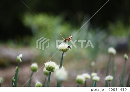 昆虫とネギボウズ 昆虫とネギボウズ 40034459