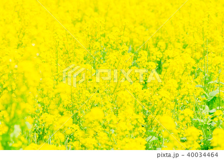 菜の花 菜の花 40034464