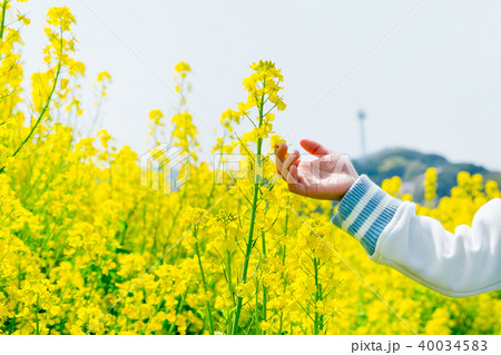 菜の花 40034583
