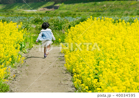 菜の花 菜の花 40034595