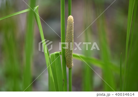 ショウブの花 ショウブの花 40034614