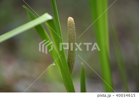 ショウブの花 40034615