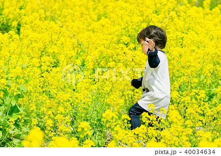 菜の花 菜の花 40034634