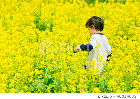 菜の花 菜の花 40034635