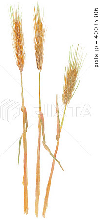 麦 水彩のイラスト素材