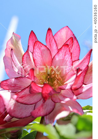 クリスマスローズ 40036160