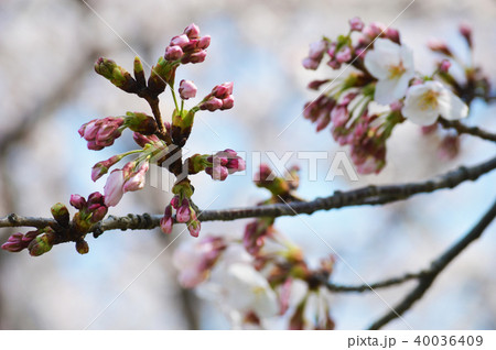 桜のつぼみ 桜のつぼみ 40036409